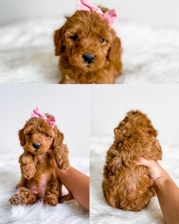 Micro/Mini Goldendoodle Girl $1,500 – Lake Cumberland Doodle Farm