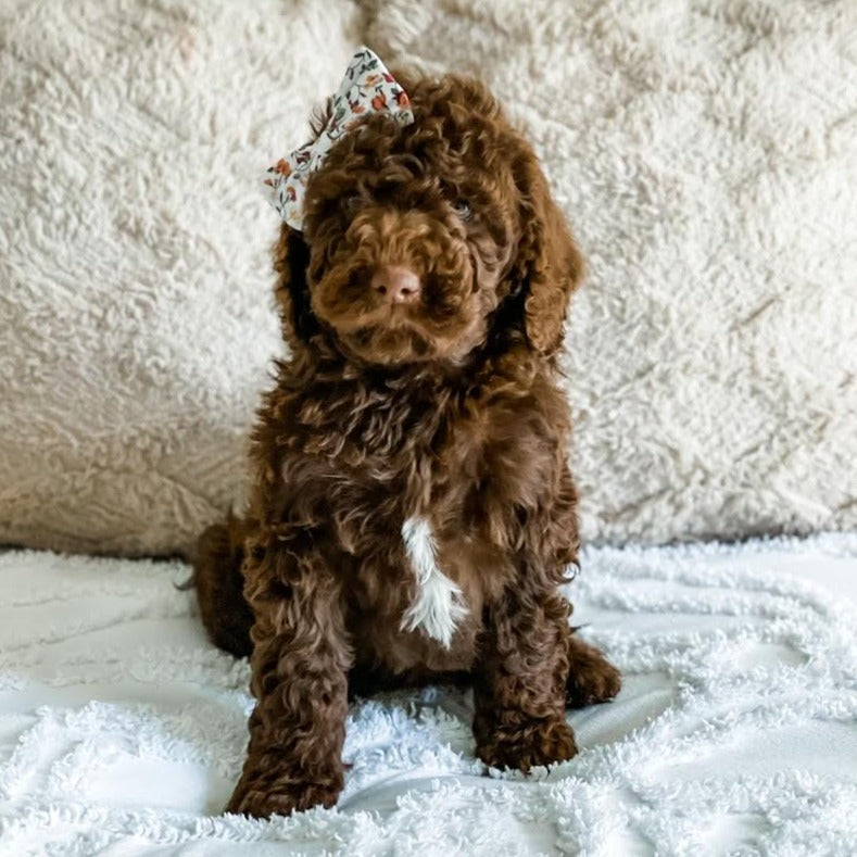 Brown Cockapoo Trained Cockapoo For Sale Sylml Cockapoo Puppies