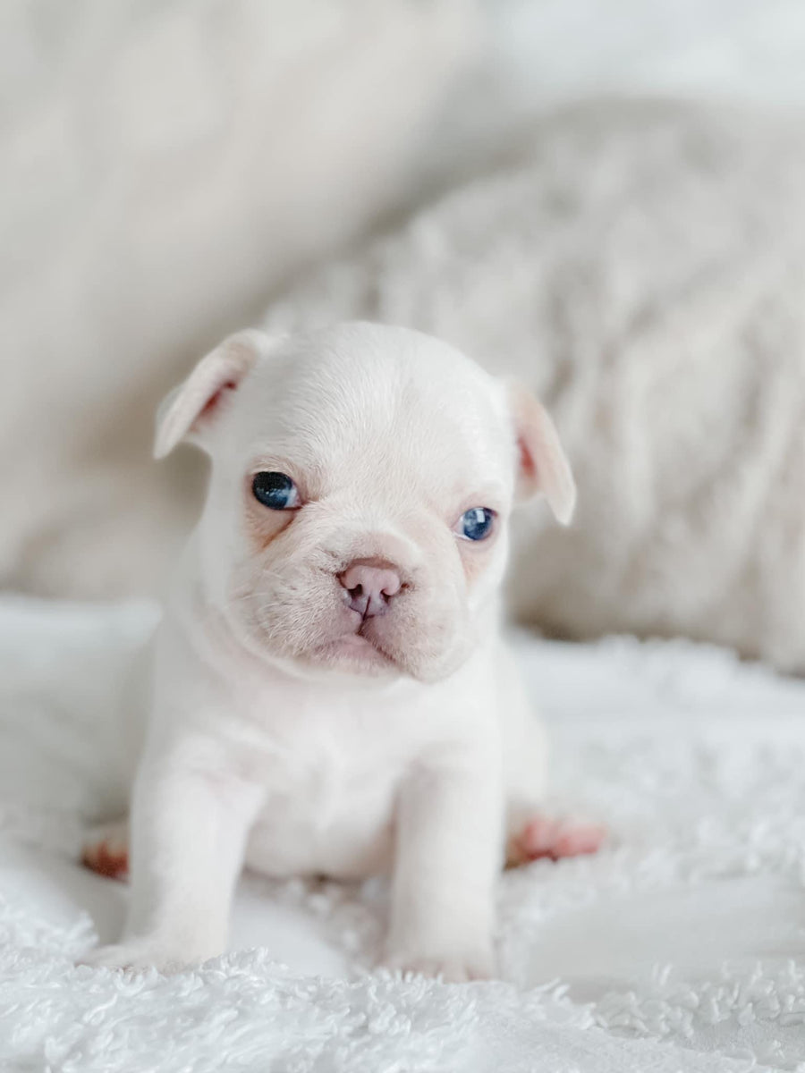 Female Platinum AKC French Bulldog Possible Fluffy Carrier $2500