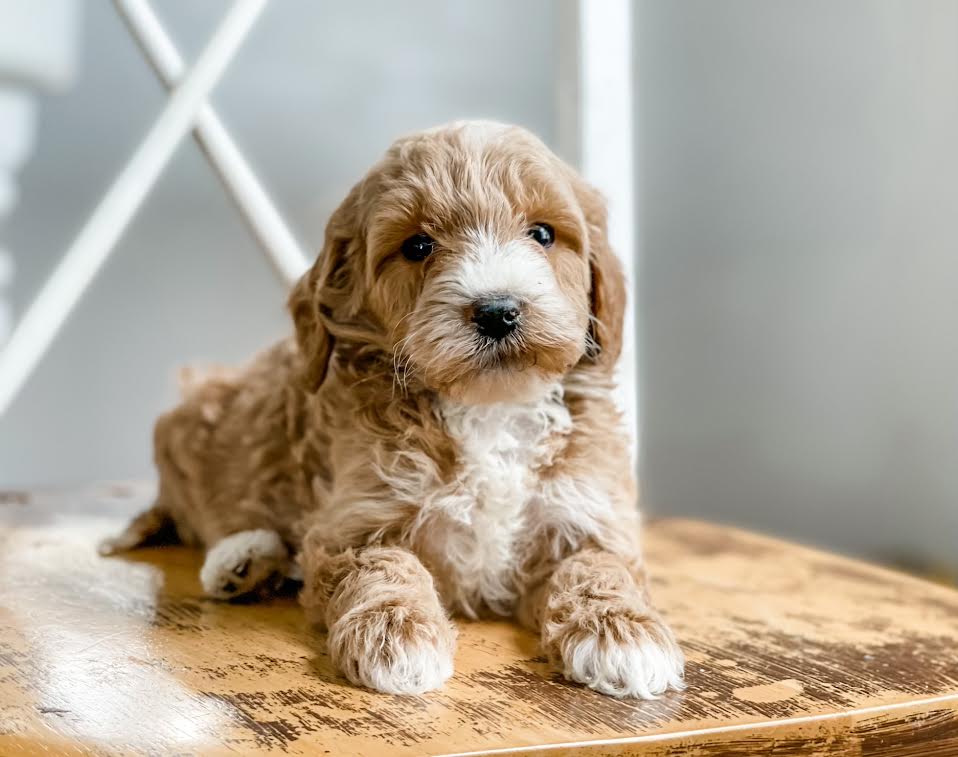 Goldendoodle Girl Micro Doodle Dog Micro/Mini Goldendoodle Girl