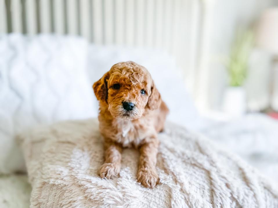 Medium Goldendoodle Dwarf Goldendoodle Micro/Mini Goldendoodle
