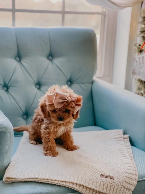 Private Cavapoo Collection