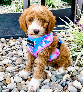 Bea's Puppies