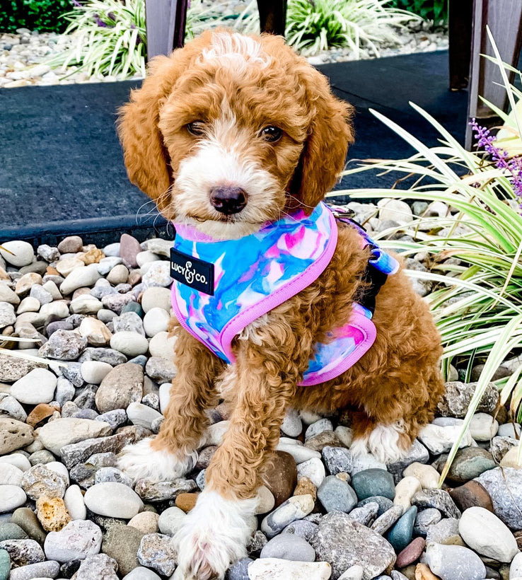 Bea&#39;s Puppies