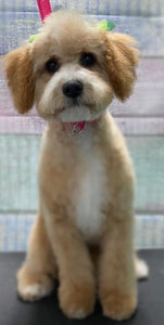 Bella's Puppies