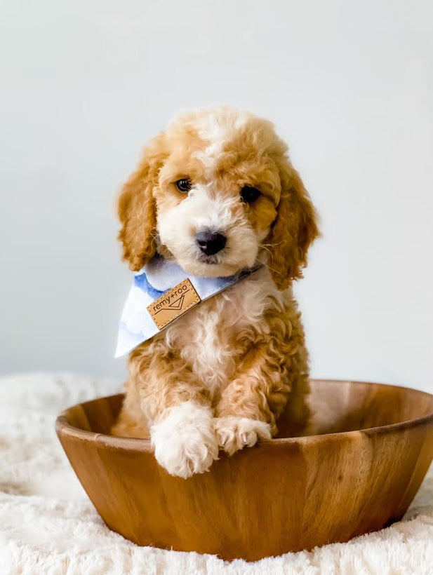 Harlee&#39;s Puppies