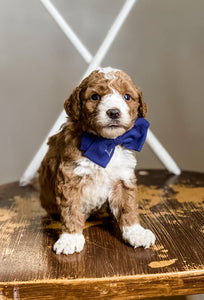 Boy goldendoodles
