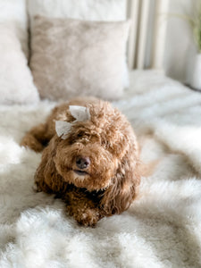 Juniper's Micro/Mini Goldendoodles