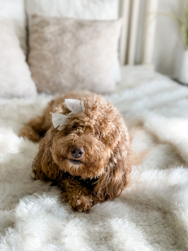 Juniper&#39;s Micro/Mini Goldendoodles