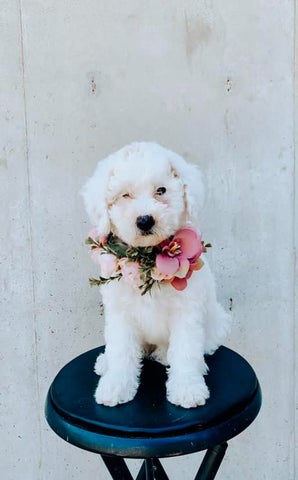 London&#39;s Micro Goldendoodles