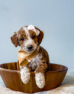 Zoe's Puppies