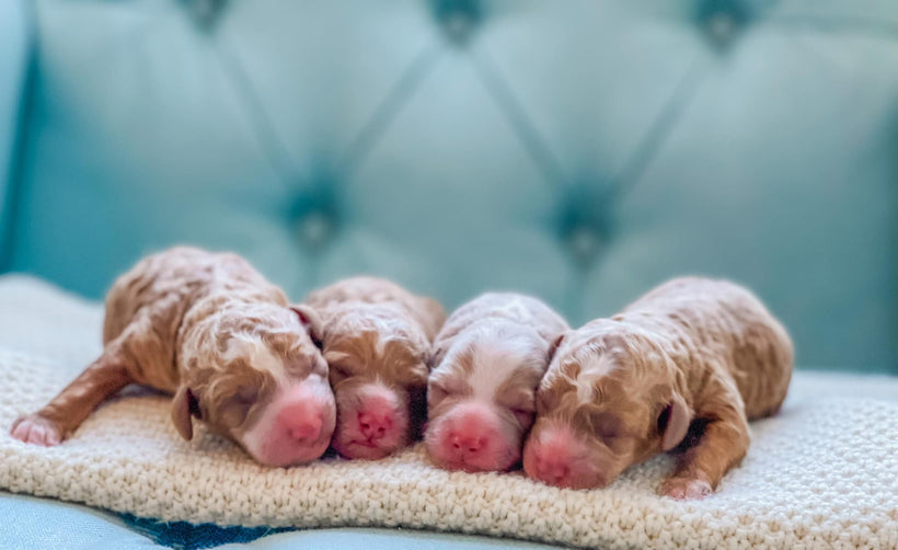 Nursery Puppies