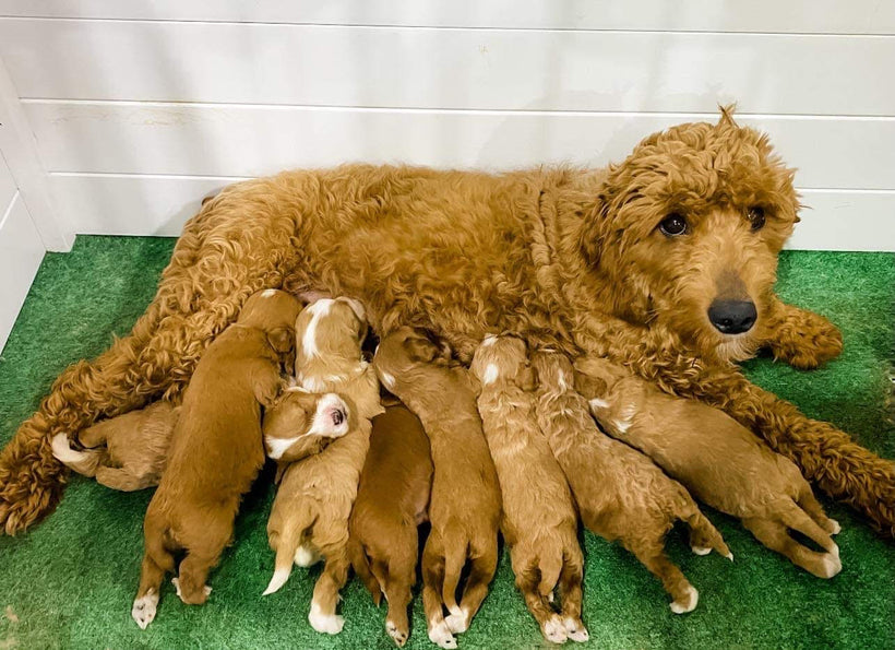 Nora&#39;s Mini Goldendoodles