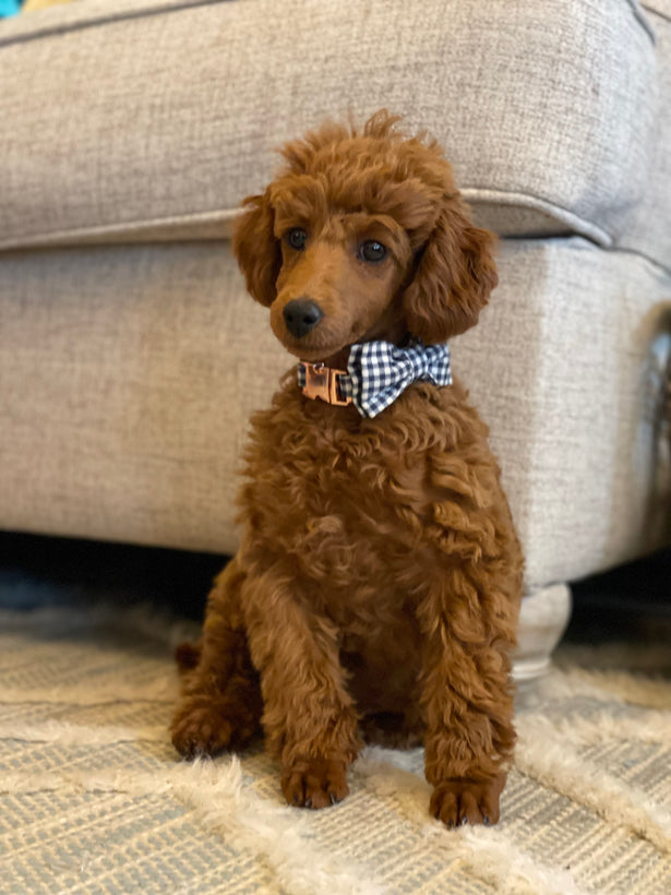 Oliver