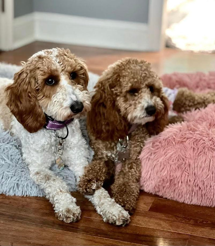 Sonya&#39;s puppies