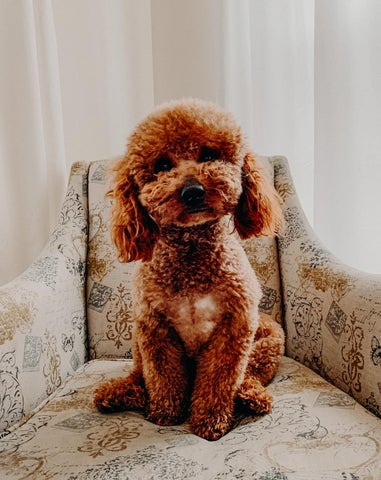 Teddy&#39;s Puppies