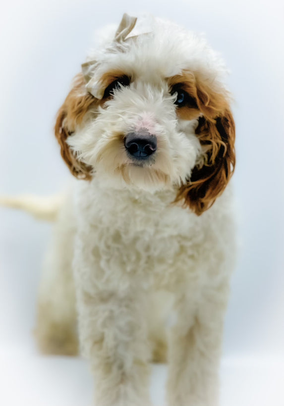 Memphis&#39;s Puppies