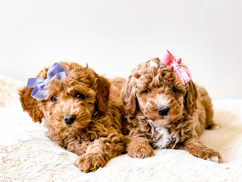 Girl Goldendoodles
