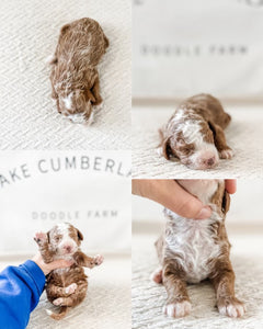 Micro Goldendoodle Boy $2000