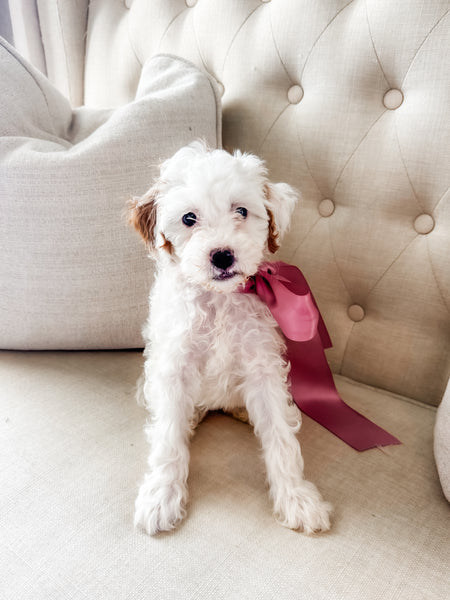 Micro Goldendoodle Girl $1200