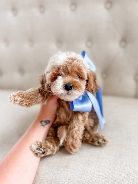 Mini Goldendoodle Boy $1500