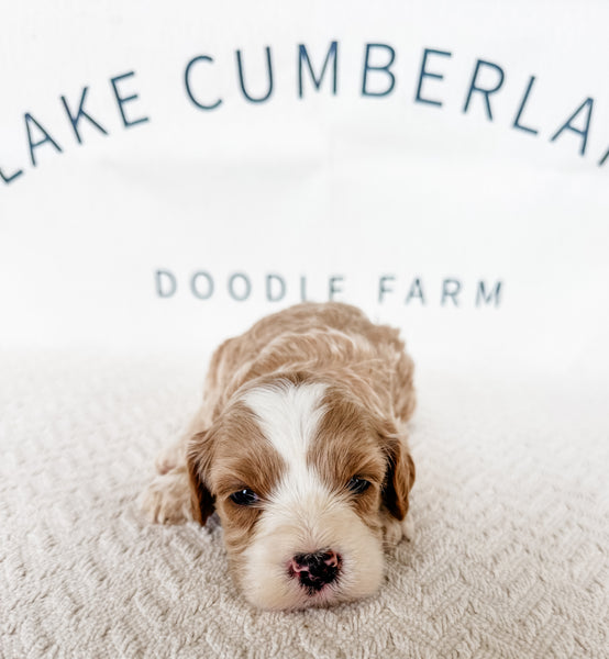 Micro Goldendoodle Girl $2,250
