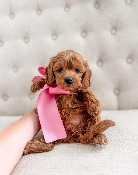 Mini Goldendoodle Girl $1250