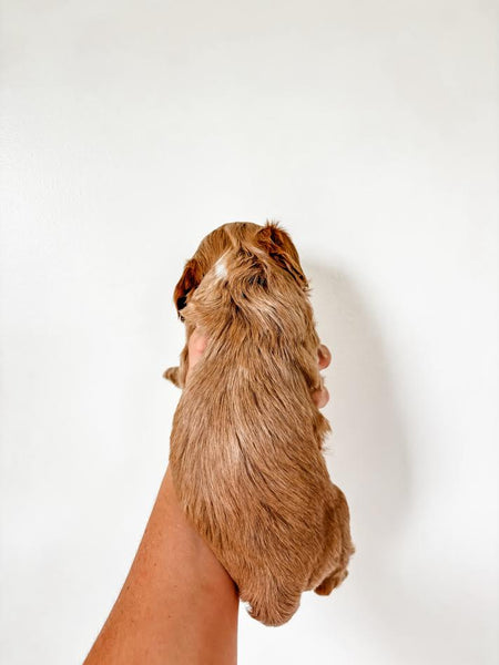 Micro/Mini Goldendoodle Girl $1,800