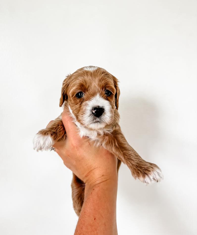 Micro/Mini Goldendoodle Girl $1,800