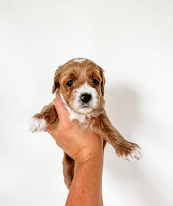 Micro/Mini Goldendoodle Girl $1,800