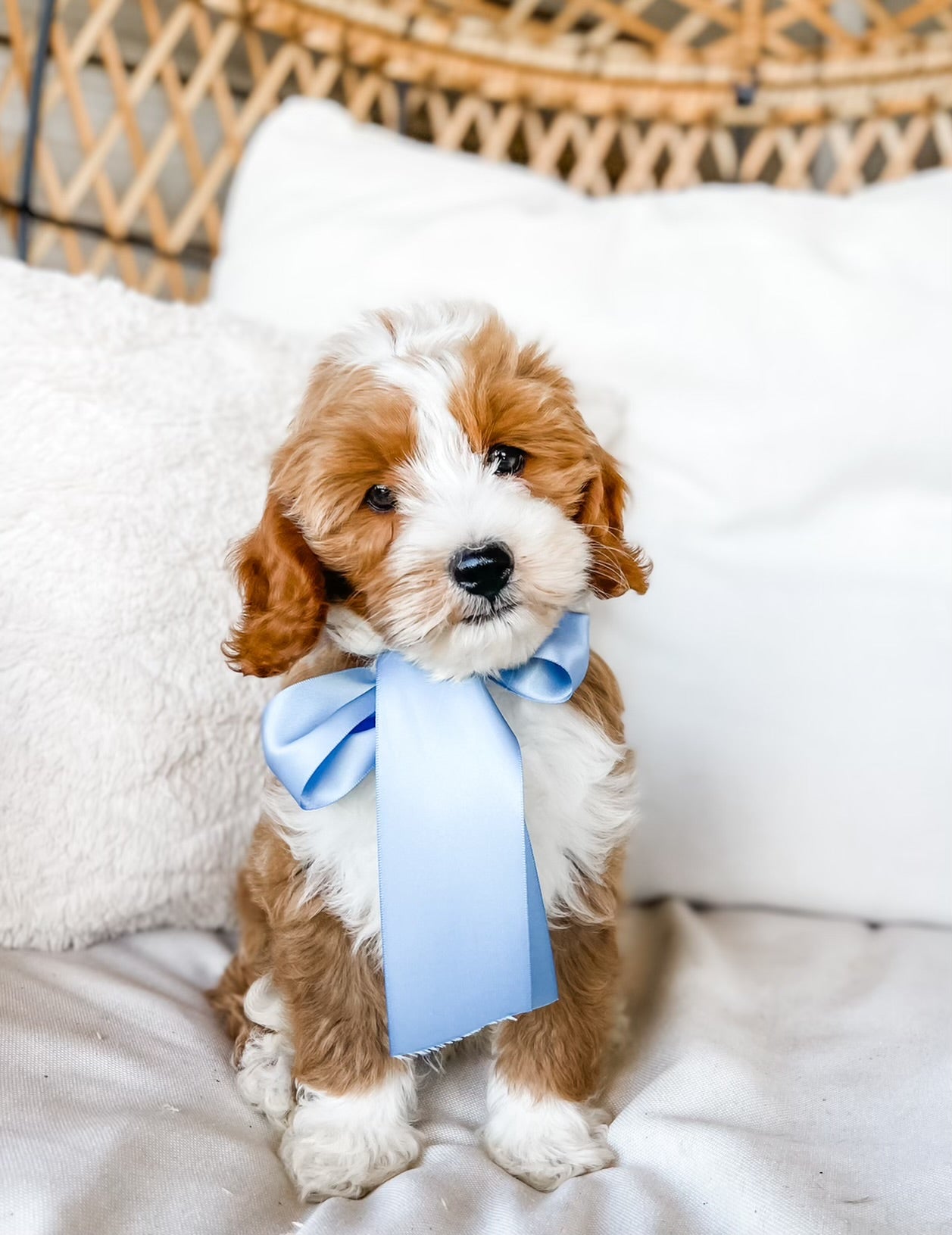 Mini Goldendoodle Boy $2500