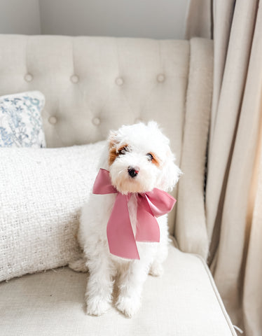 Micro/Mini Goldendoodle Girl $1,000