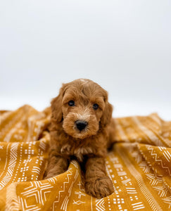 Micro/Mini Goldendoodle Boy $1,350