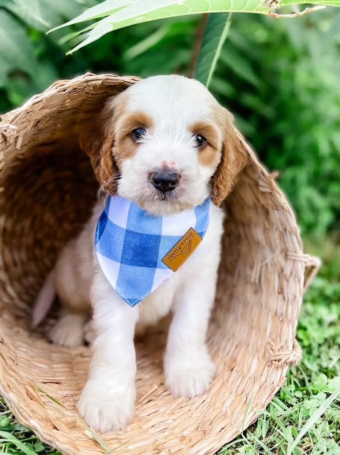 Petite Goldendoodle Boy $1,000