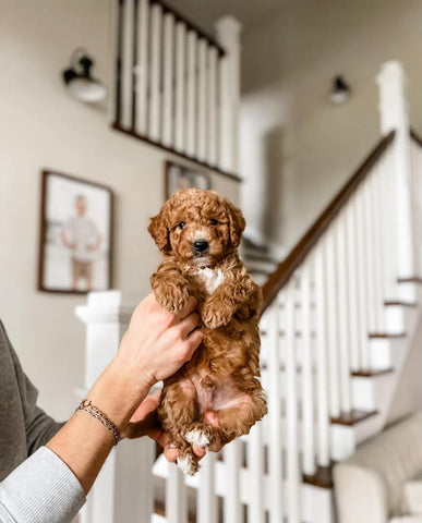Mini Goldendoodle Boy $1500
