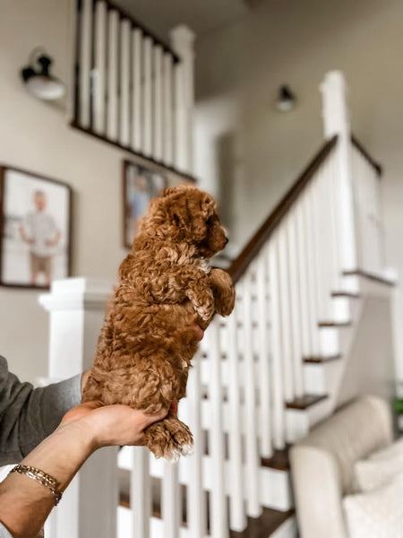 Mini Goldendoodle Boy $1500