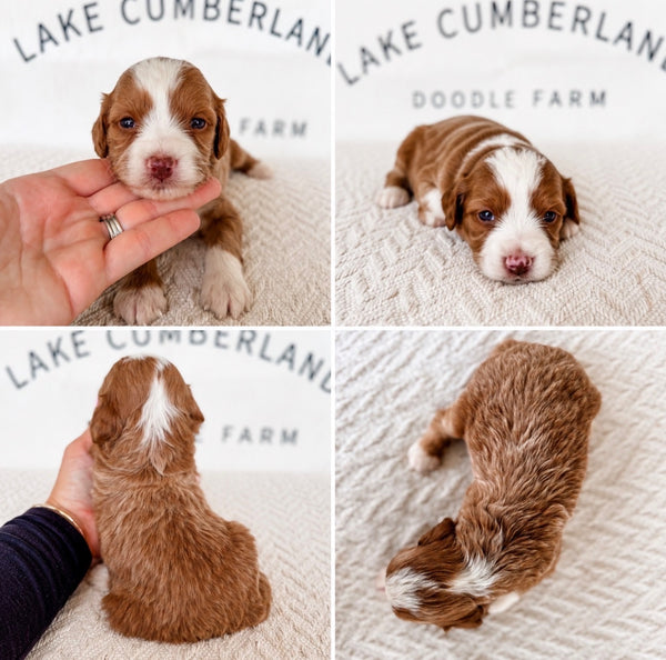 Micro Goldendoodle Girl $3,500