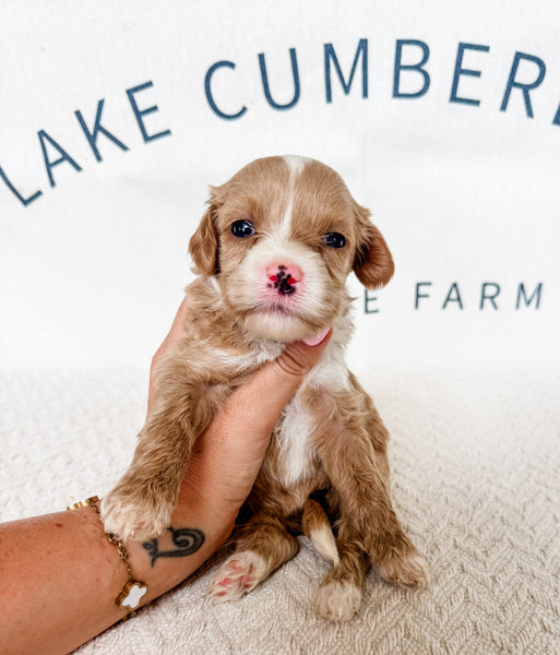 Micro Goldendoodle Girl $2,000