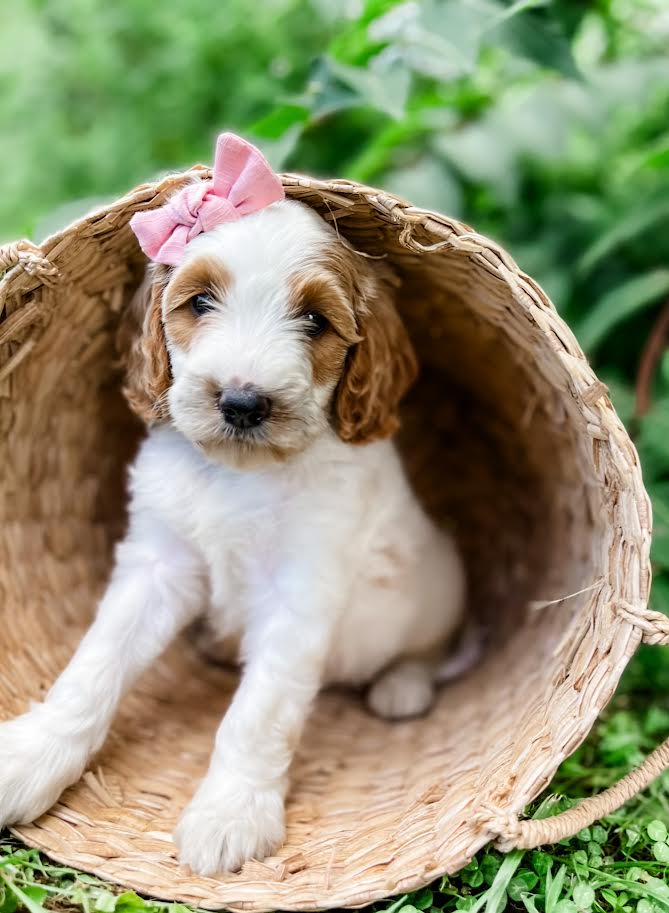 Petite Goldendoodle Girl $1,000