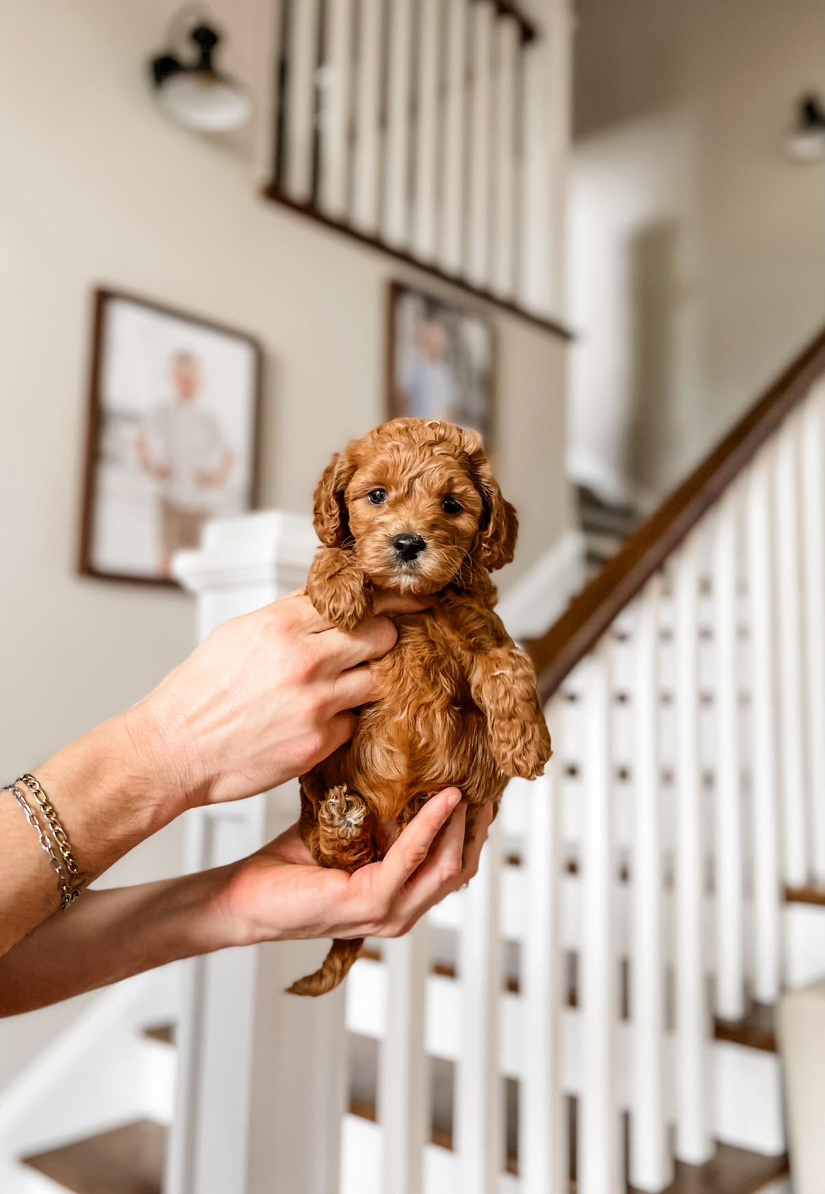 Mini Goldendoodle Girl $1500