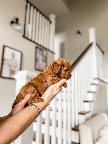 Mini Goldendoodle Girl $1500