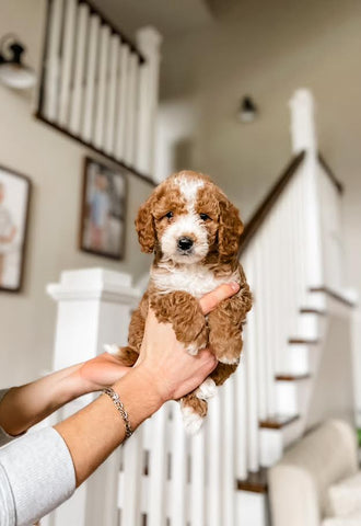 Mini Goldendoodle Girl $2000