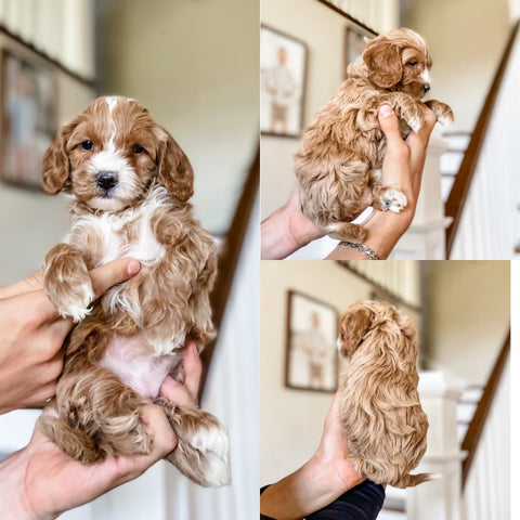 Mini Goldendoodle Girl $1500