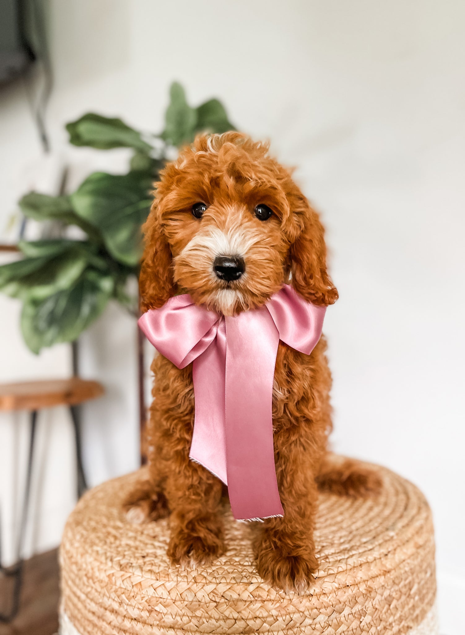 Mini Goldendoodle Girl $1,500