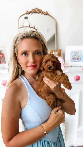Micro F1BB Cavapoo Girl $2,500