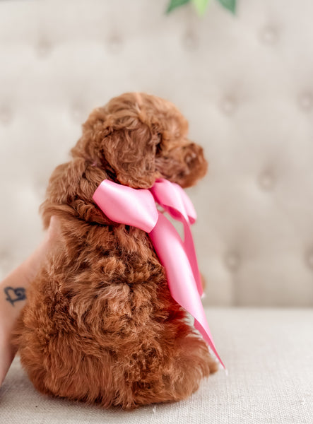 Mini Goldendoodle Girl $1250
