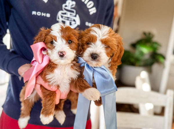 Micro Goldendoodle Girl $2,500