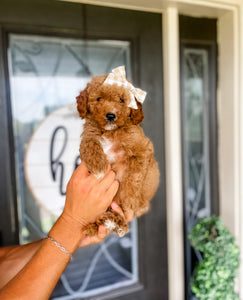 Micro Goldendoodle Girl $1,200