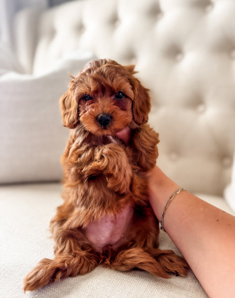 Micro F1BB Cavapoo Girl $2,500