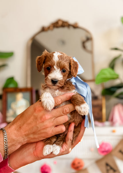 Micro Goldendoodle Boy $2,500